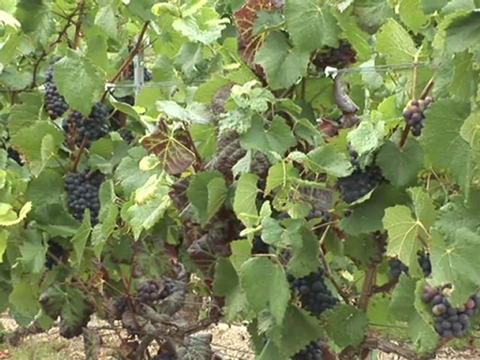 La légende du Dom Pérignon