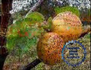 YEŞİM BİNBİR ŞU GÖRÜNEN YAZIHANDIR_mpeg4