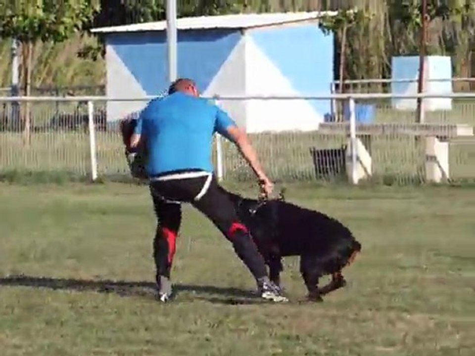 B'ATHOS DE FASSANO , ENTRAINEMENT MORDANT