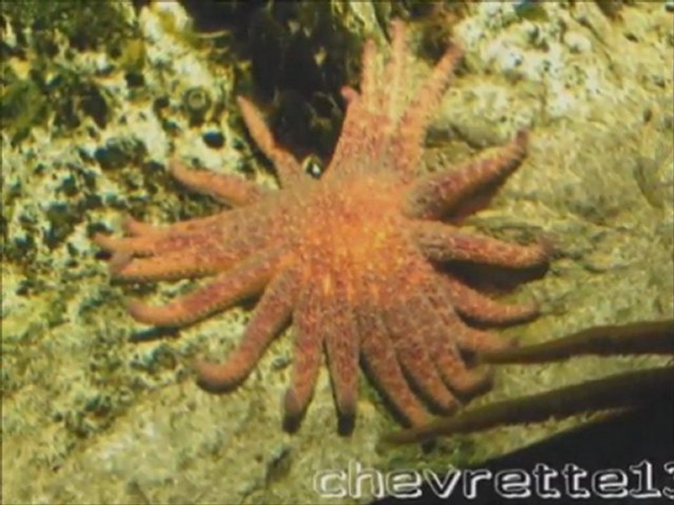 LISBONNE AQUARIUM