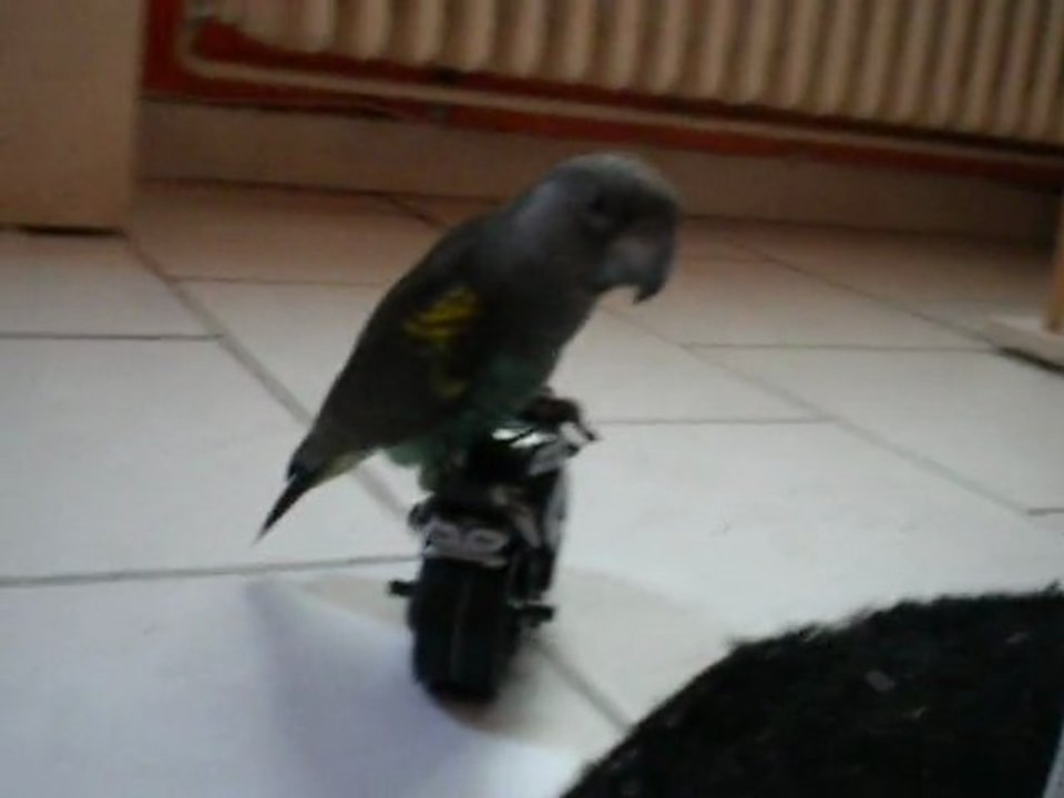 gibbs mon perroquet meyer