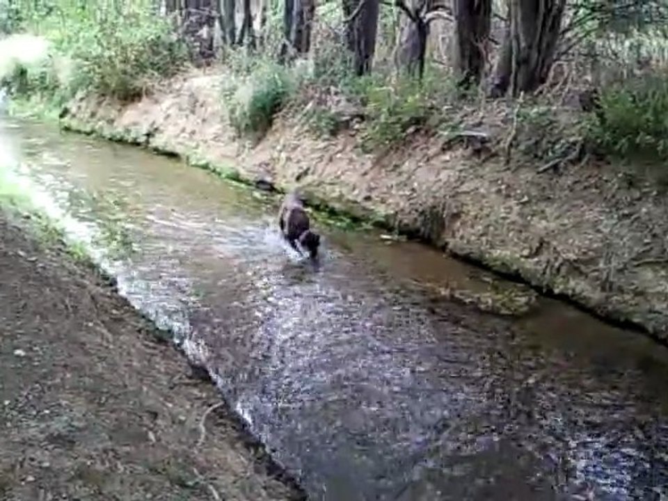Desgayl dans un ruisseau