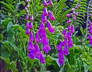 Cammino di Santiago de Compostela video