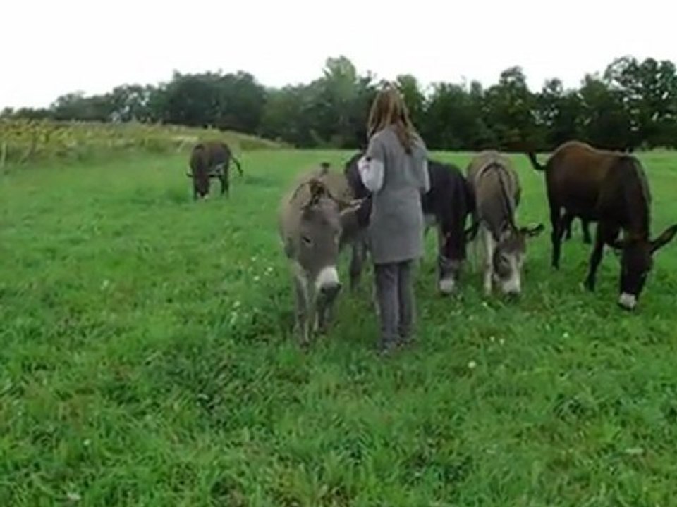 Gwen et les ânes