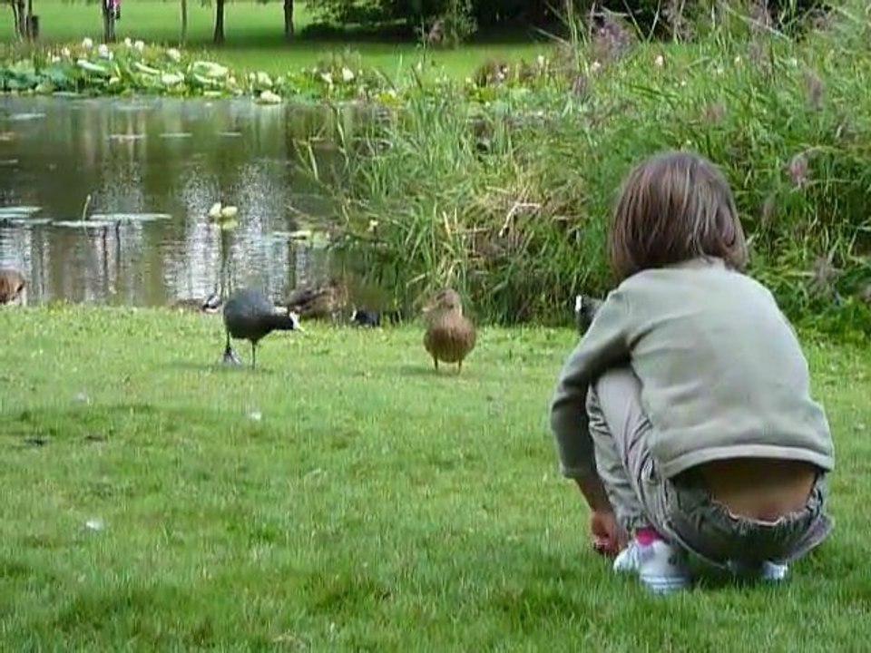 dressage de canards