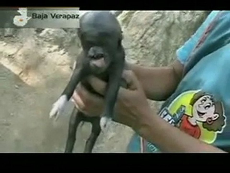 piglet born with a human head in Guatemala! (CERDO CON FORMA HUMANA)_2