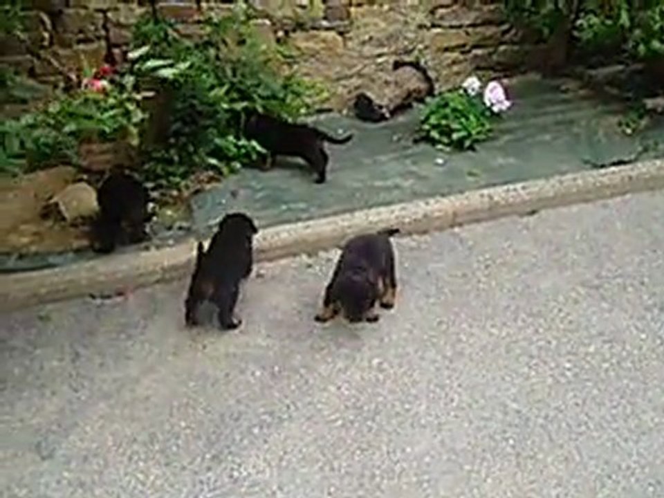6 sept 2011, chiots divine