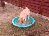 Doudou dans la piscine