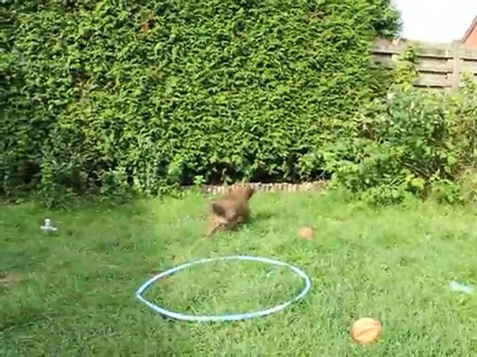 Premier jour avec les laisses