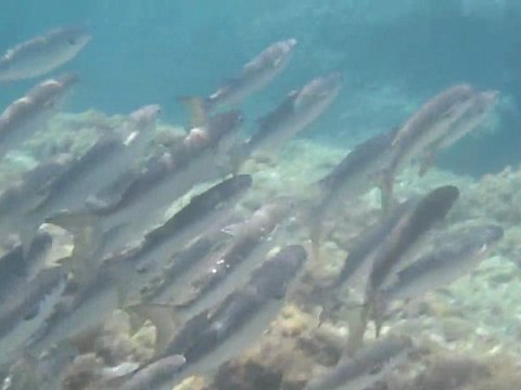 Banc de mulets ou muges (mugil mugil)