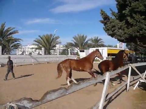 Chevaux barbes et arabo-barbes