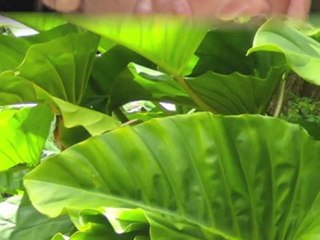 Soul Healing using Manifestation