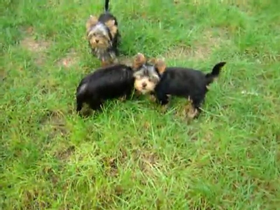 LA PAM'POMMERAIE - MES DERNIERS CHIOTS  - 28 août 2011 ♥