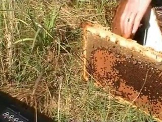 Management strategy for American Foul Brood