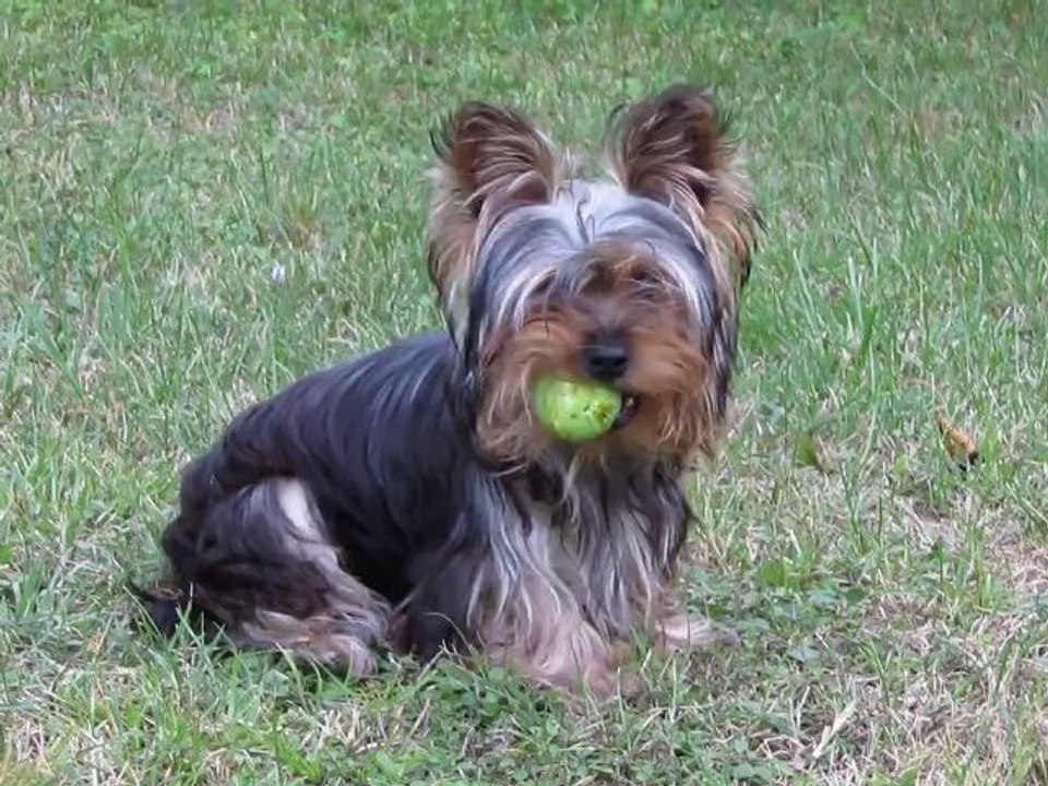 Gin Fizz et sa figue