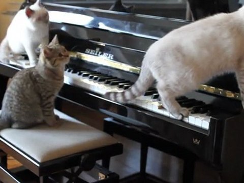 Les chatons improvisent au piano !
