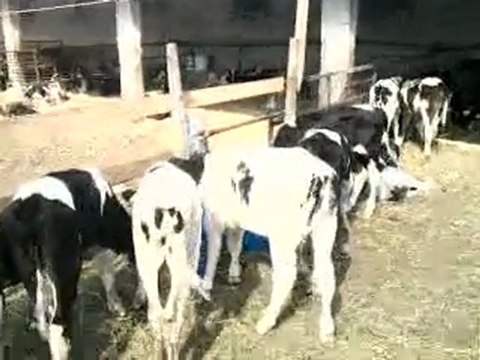 SERTİFİKALI DÜVE TEL: 0546 851 6657