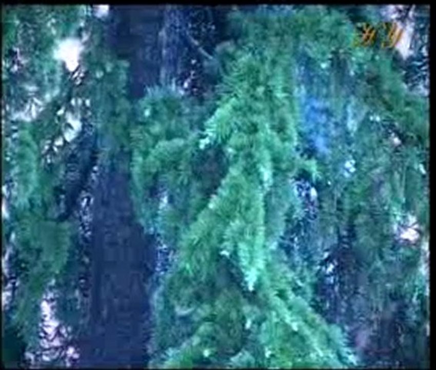 Allah dualara icabet edendir