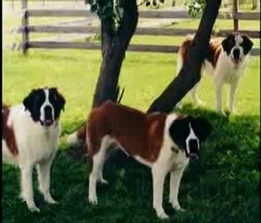 Eğitilebilen hayvanların sırrı