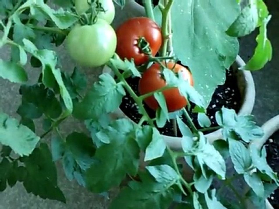 Tomato