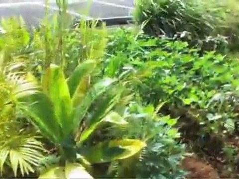 220 California Ave Wahiawa HI