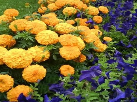 North York Real Estate - Temagami Crt