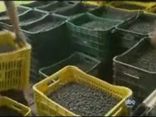 Does Acai berry work?