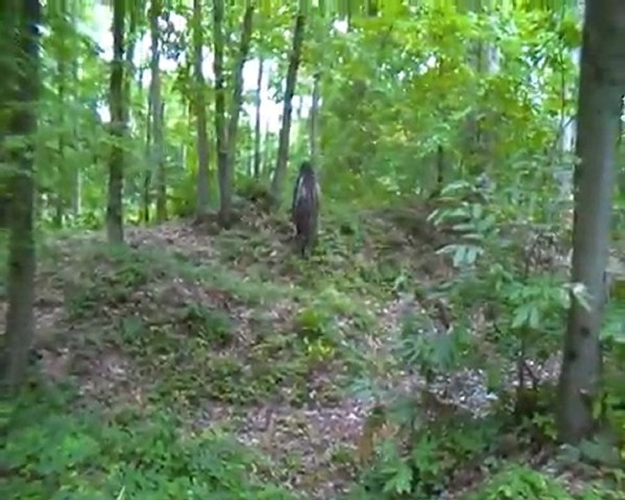 TIGERDMC ,dit la couleur