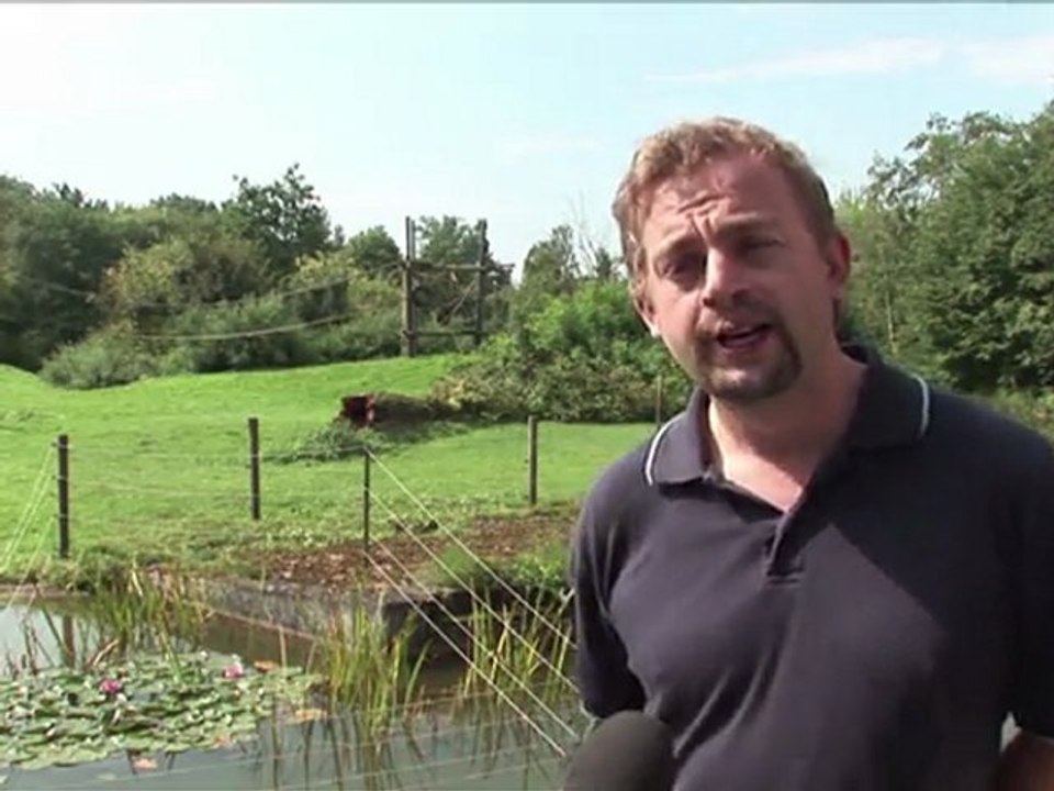 Tierisch schlau: bonobo-dame ist intelligenzbestie