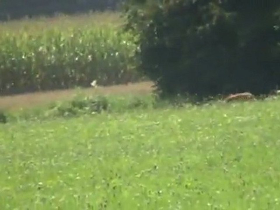 ÖGV-Sieger-2011-Sammer+Greta-Fährte