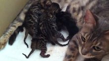 Chatons de Kelly, vidéo 3