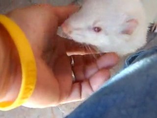 Yuna samara (à adopter à l'asso "furet et compagnie")