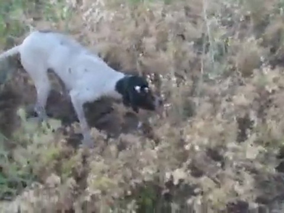 del vento ve san pellegrıno kanından frado