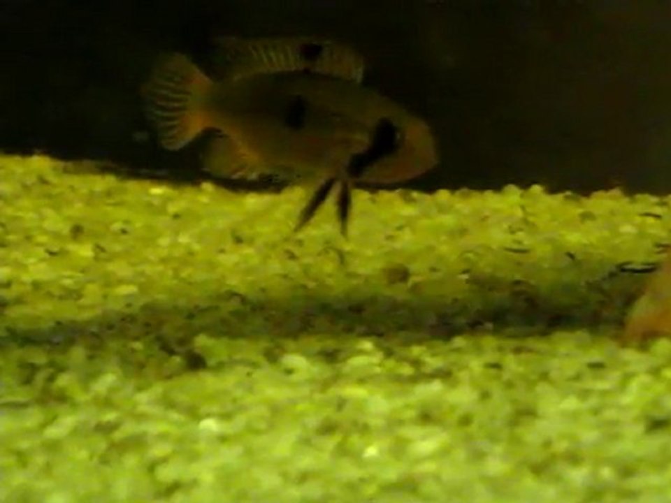 garde_alevins_apistogramma_abacaxis2