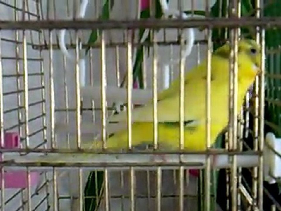 Katil Kuşum Limon