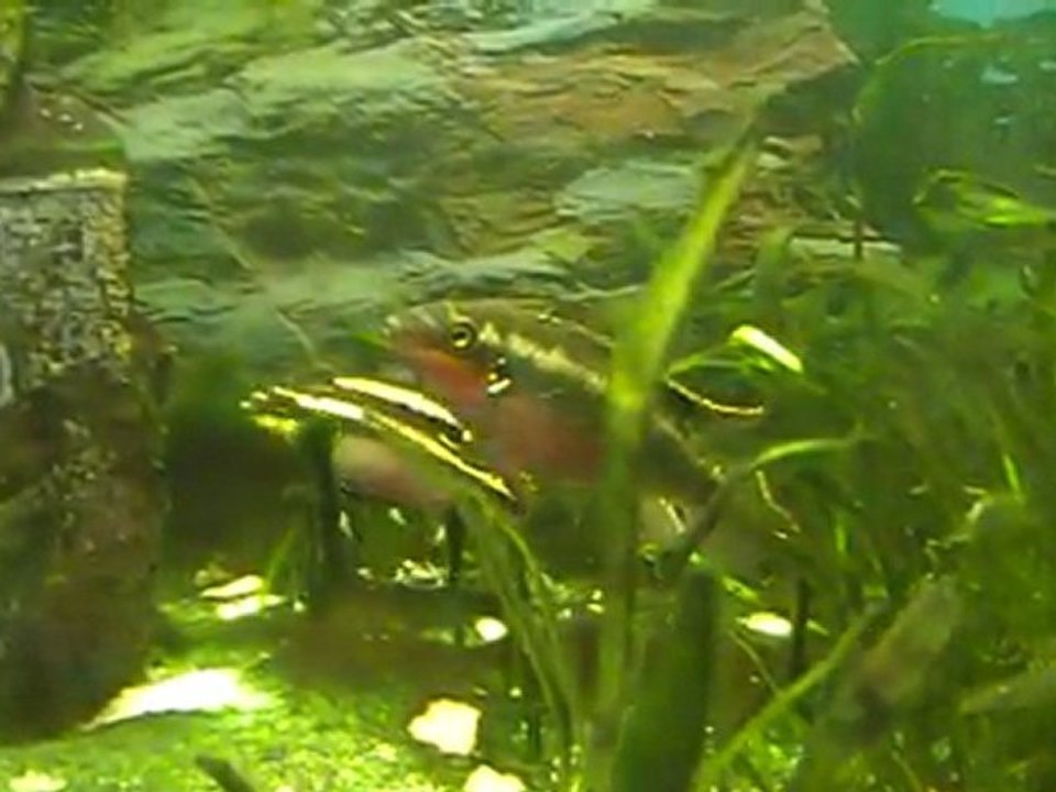 Baby pelmatos