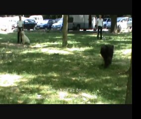 Education Canine Aix 4