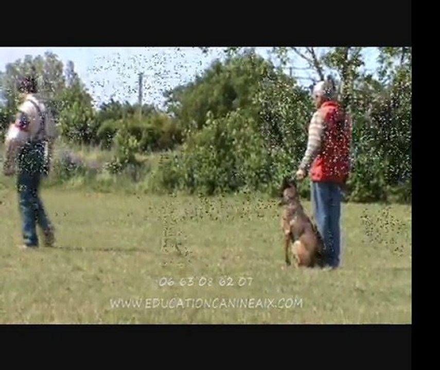 Education Canine Aix 6