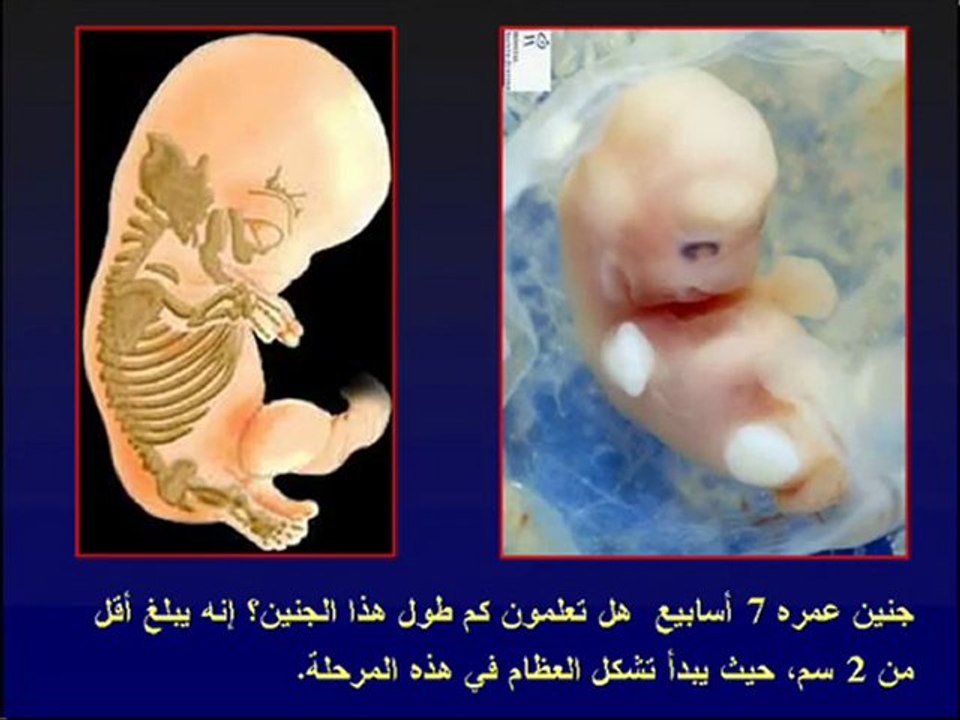 marahil takawwon  aljanin fi l'9oraan