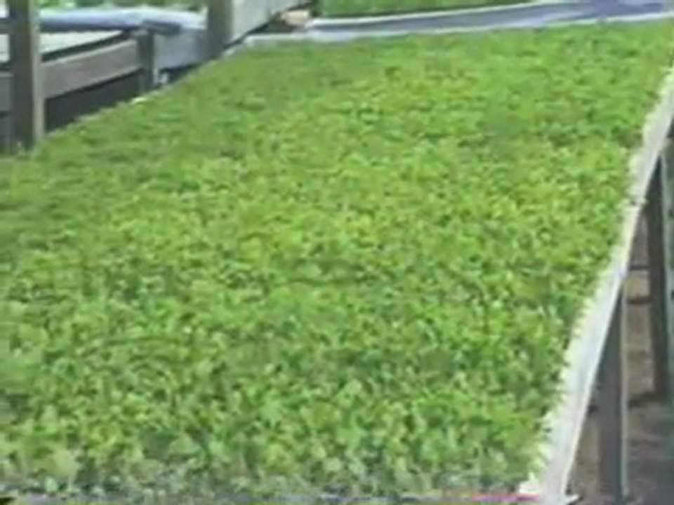 cultivo de hidroponia, curso hidroponia, hidroponicos