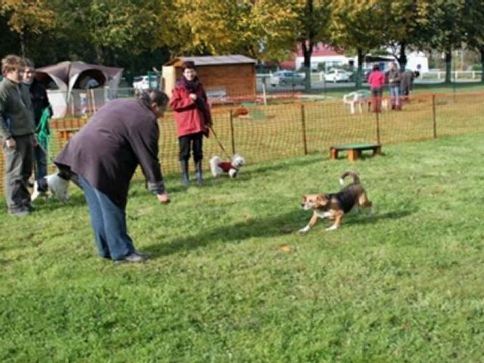 Anniversaire Club Canin LAndivisiau 1 An
