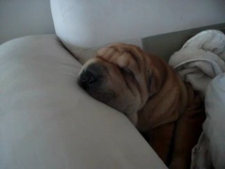 Shar-Pei Sleeping Problem Involves Gravity