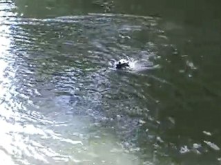 Rapport à l'eau Be Happy aout 2011