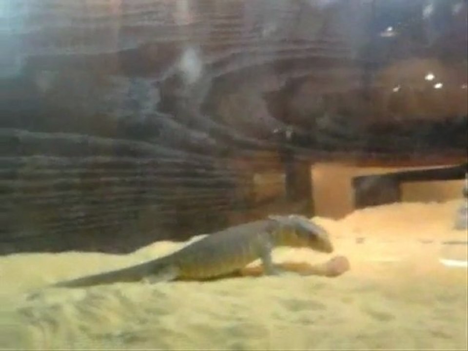 varran ^^