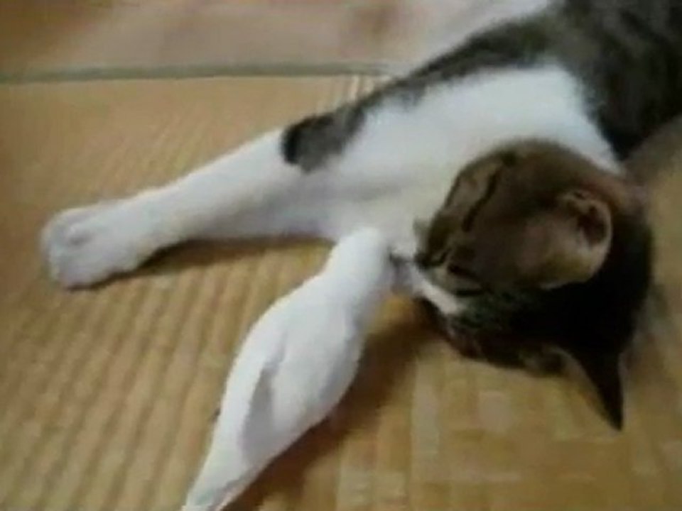 La patience version chat.