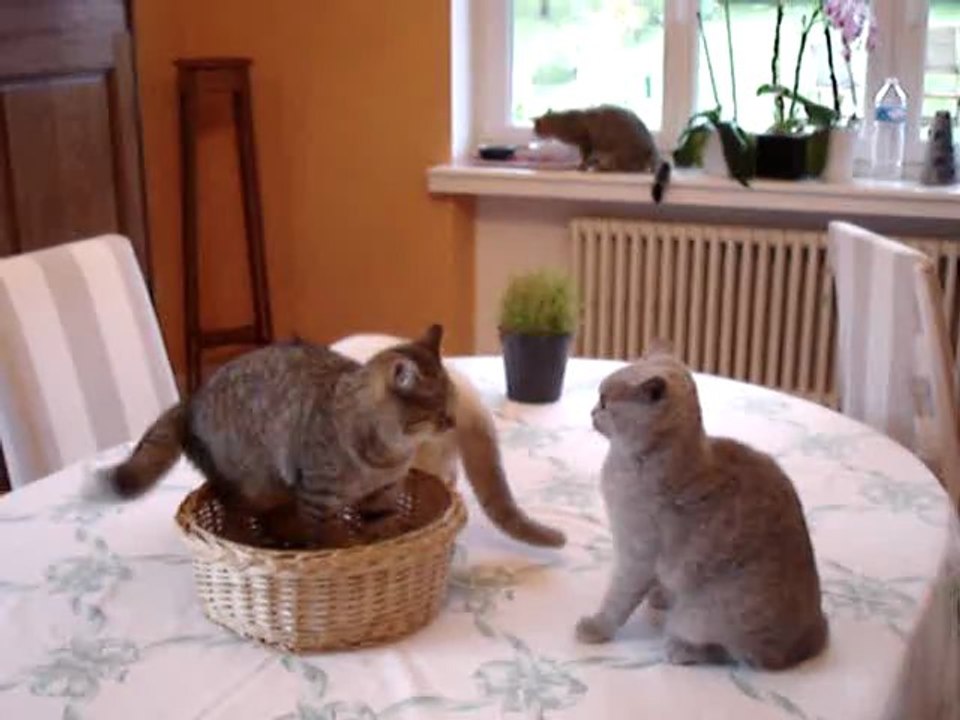 Chaton British Shorthair : bataille pour un panier