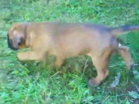 Nous avons 1 mois, 2011-08-29 (1) (CHEYENNE de SAINT QUINIS X UCELLO du DOLON / Portée des G 2011)