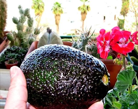 Парк орхидей Израиль