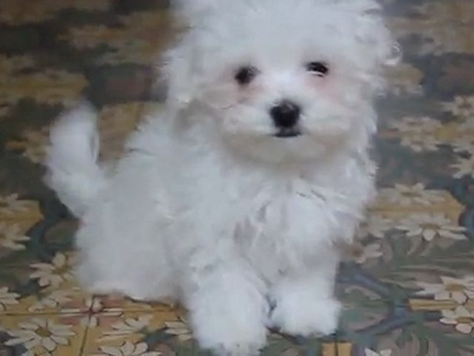 bébé bambi
