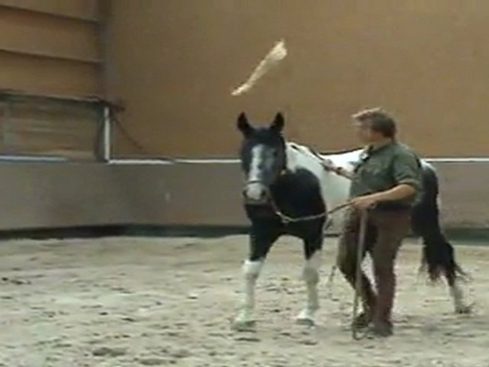 Désensibilisation - flag cavalier